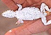 copbitmark.jpg