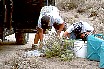 wholeplantsampling.jpg