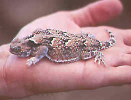 Image:Phrynosoma