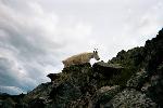 Mt. Goat on N. Twilight