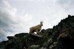 Mt. Goat on N. Twilight